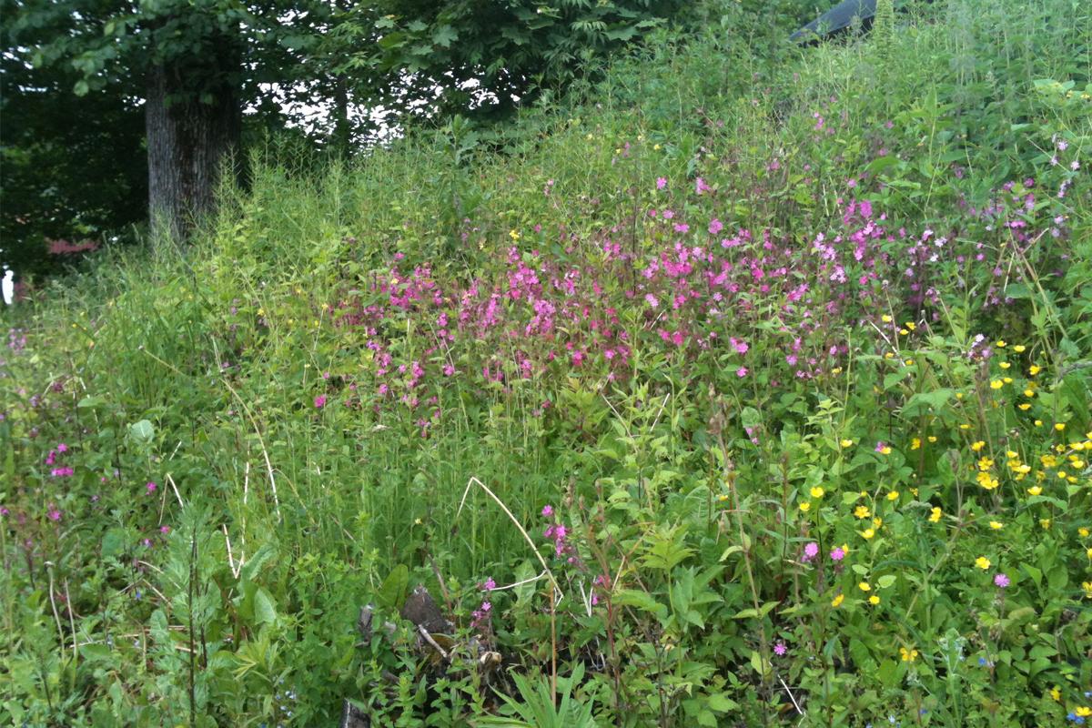 Gjennombrudd for testing av flåttsykdommer - headerbilde